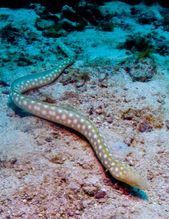 Eel - Caribean